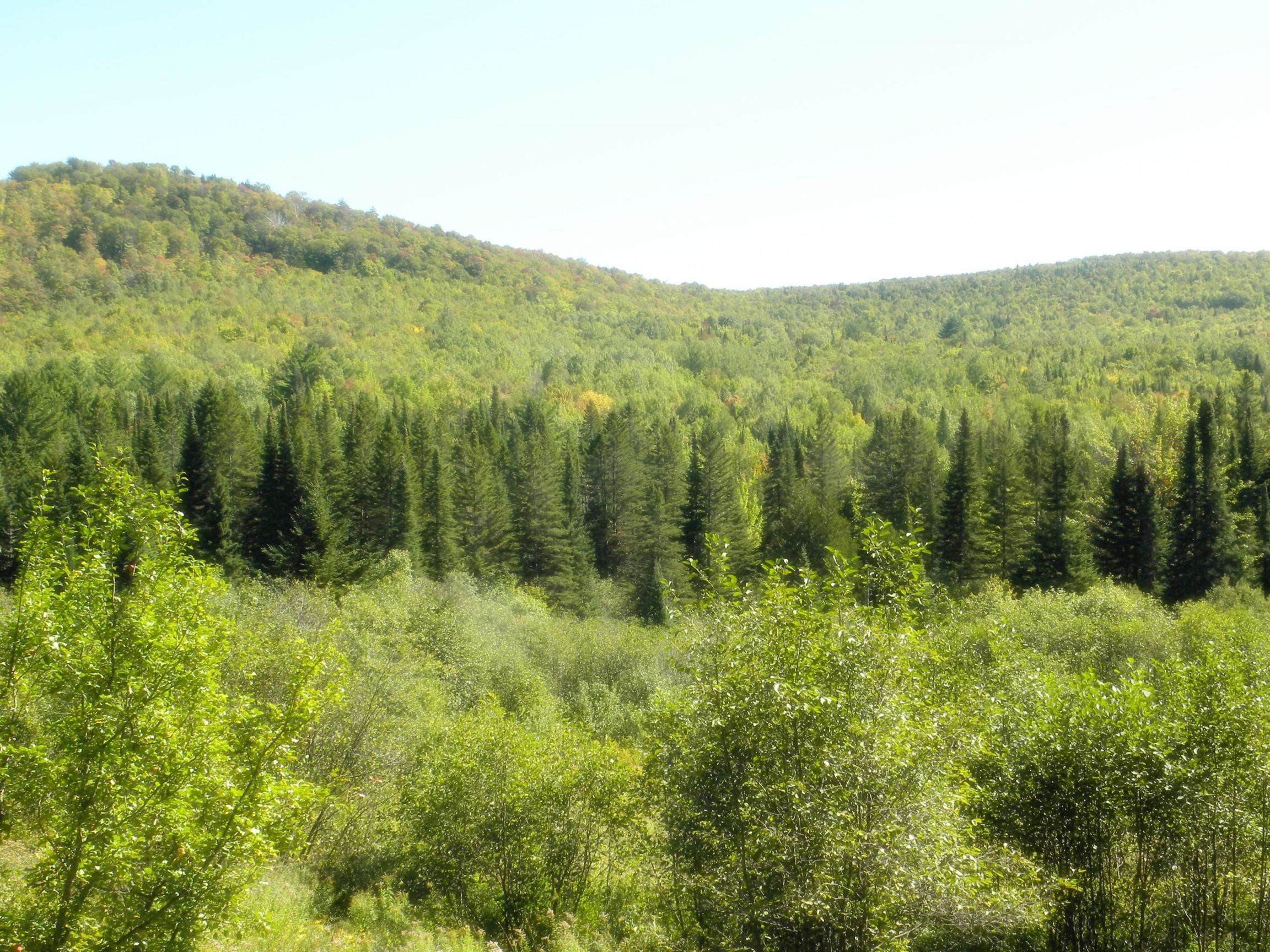 790 New Duck Pond Road Sheffield, VT 05866 - Photo 3 of 30