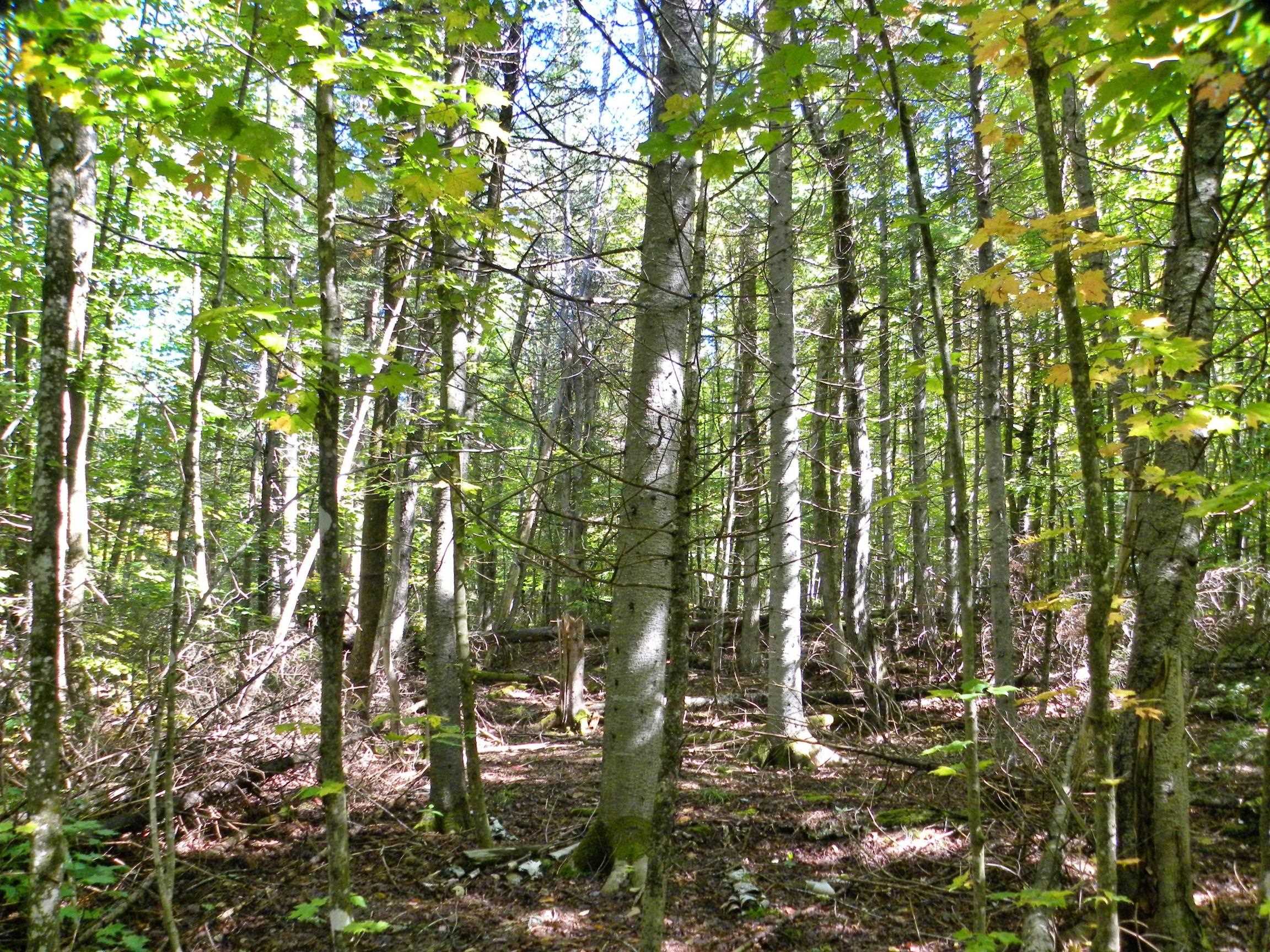790 New Duck Pond Road Sheffield, VT 05866 - Photo 10 of 30