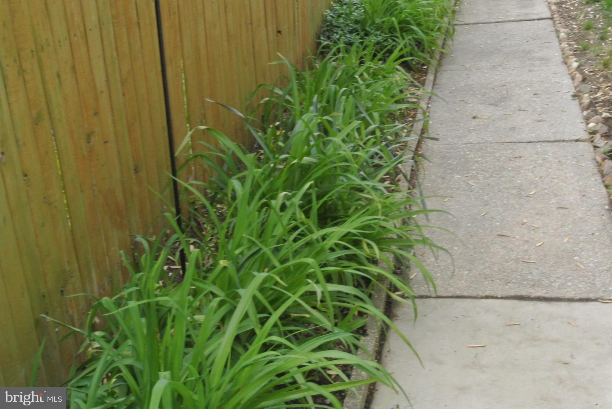 1827 Glen Ridge Road Towson, MD 21286 - Photo 37 of 39 Tiger lillies line the sidewalk