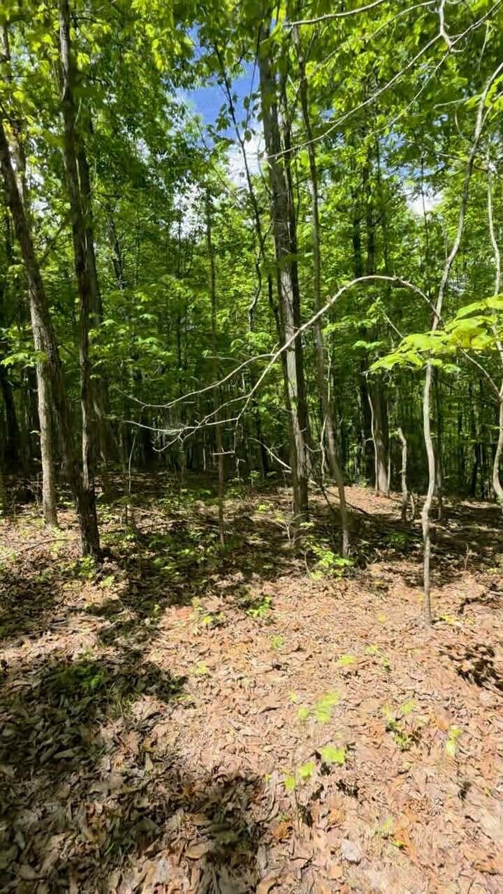 15 Cluck Cove Road South Pittsburg, TN 37380 - Photo 11 of 23