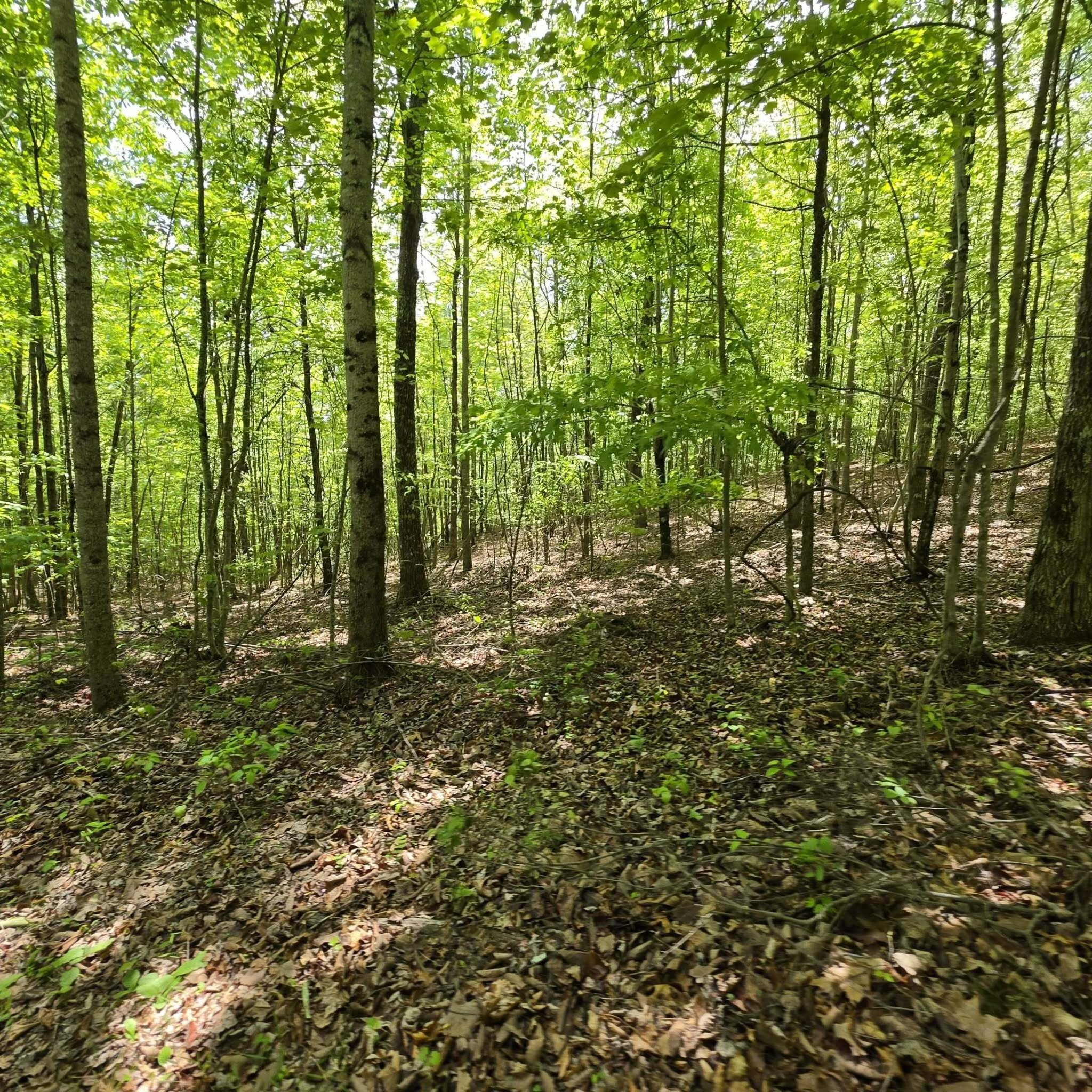 15 Cluck Cove Road South Pittsburg, TN 37380 - Photo 10 of 23
