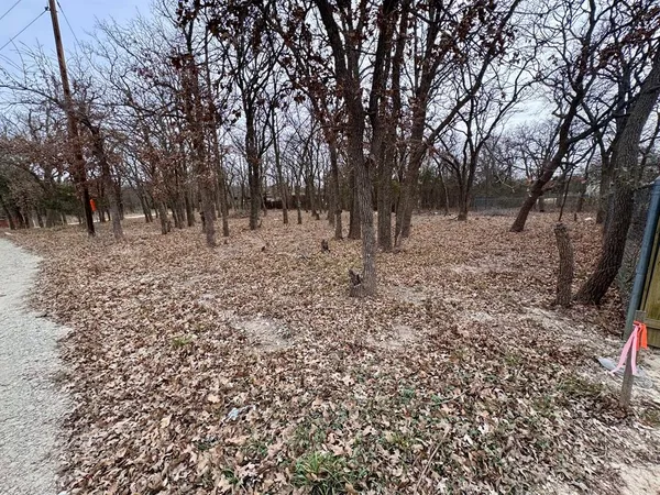 a view of a forest filled with trees