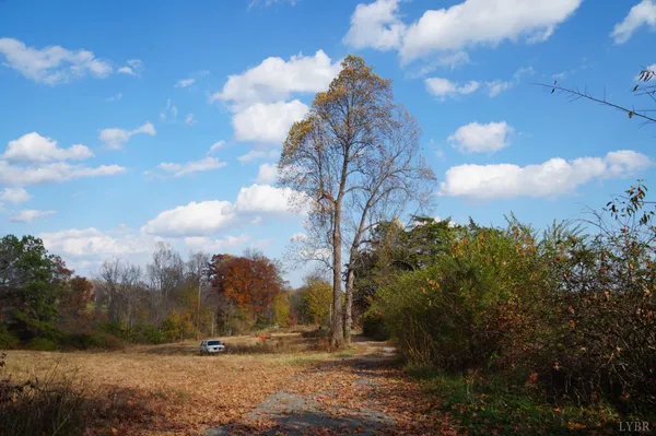 a view of a forest with trees in the background