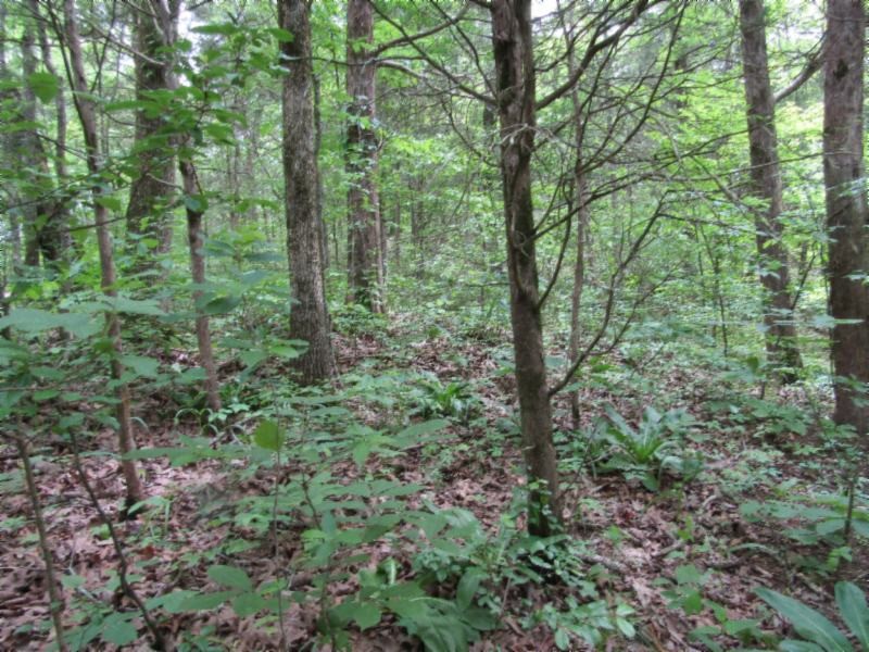 Gallery Image 6