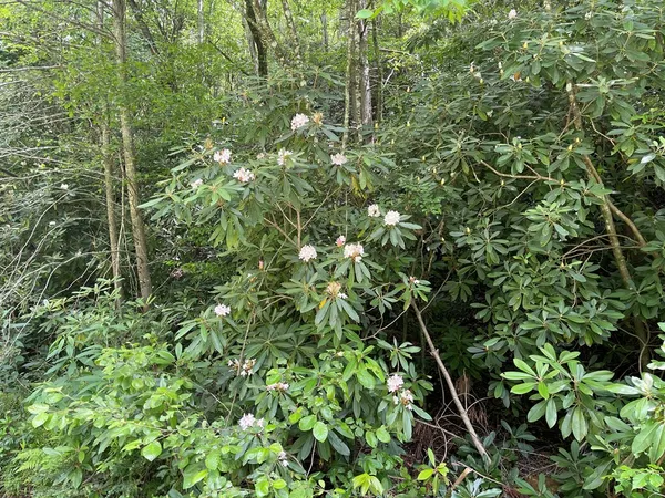 a view of a plant in a garden