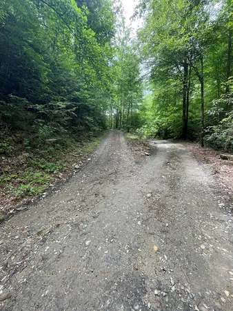 a view of a forest with trees in the background