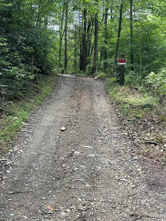 a view of a forest with trees