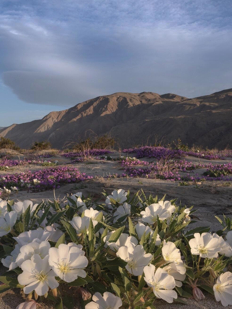 5-ac Old Aqueduct Road Indio, CA 92203 - Photo 5 of 11 a view of a city with mountains in the background
