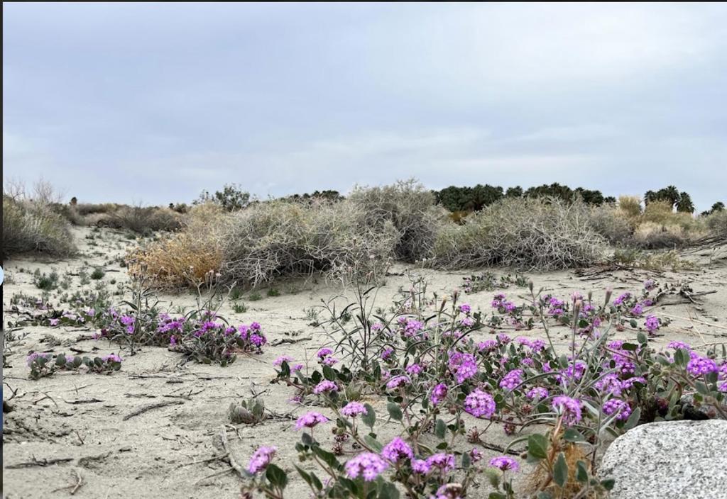 5-ac Old Aqueduct Road Indio, CA 92203 - Photo 6 of 11 a view of a lot of flowers