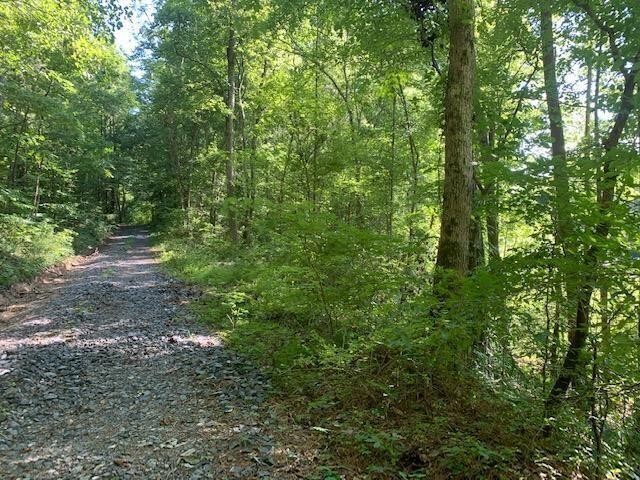 47 Crow Road Northeast Dalton, GA 30721 - Photo 4 of 4 a view of a forest that has large trees