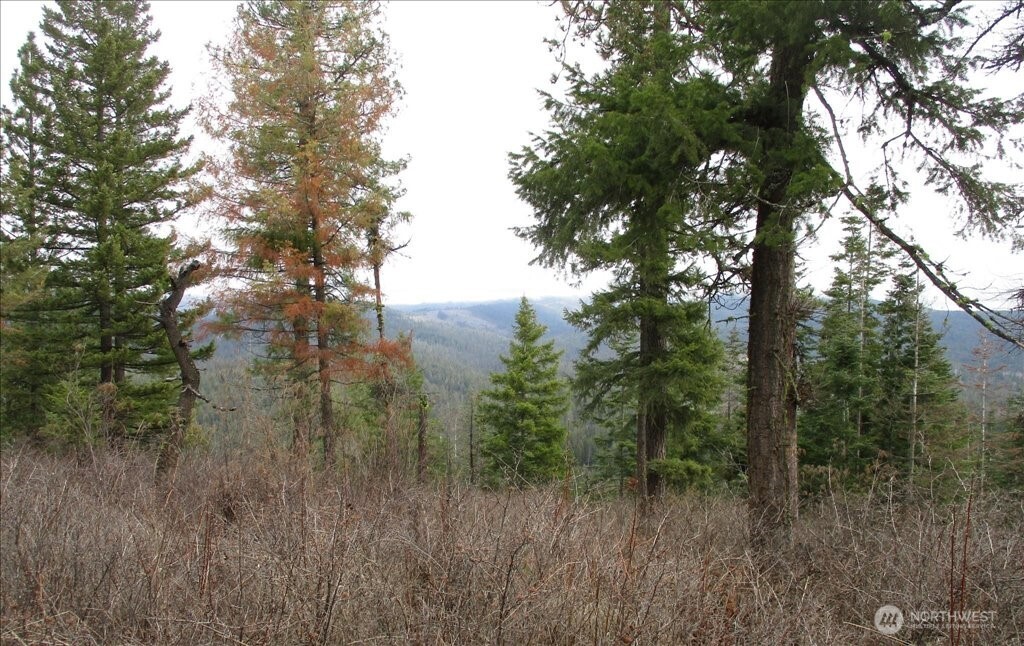 18-xxx East Miner Road Mead, WA 99021 - Photo 15 of 40 a view of a lush green forest