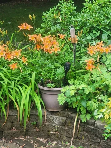 a garden with lots of trees