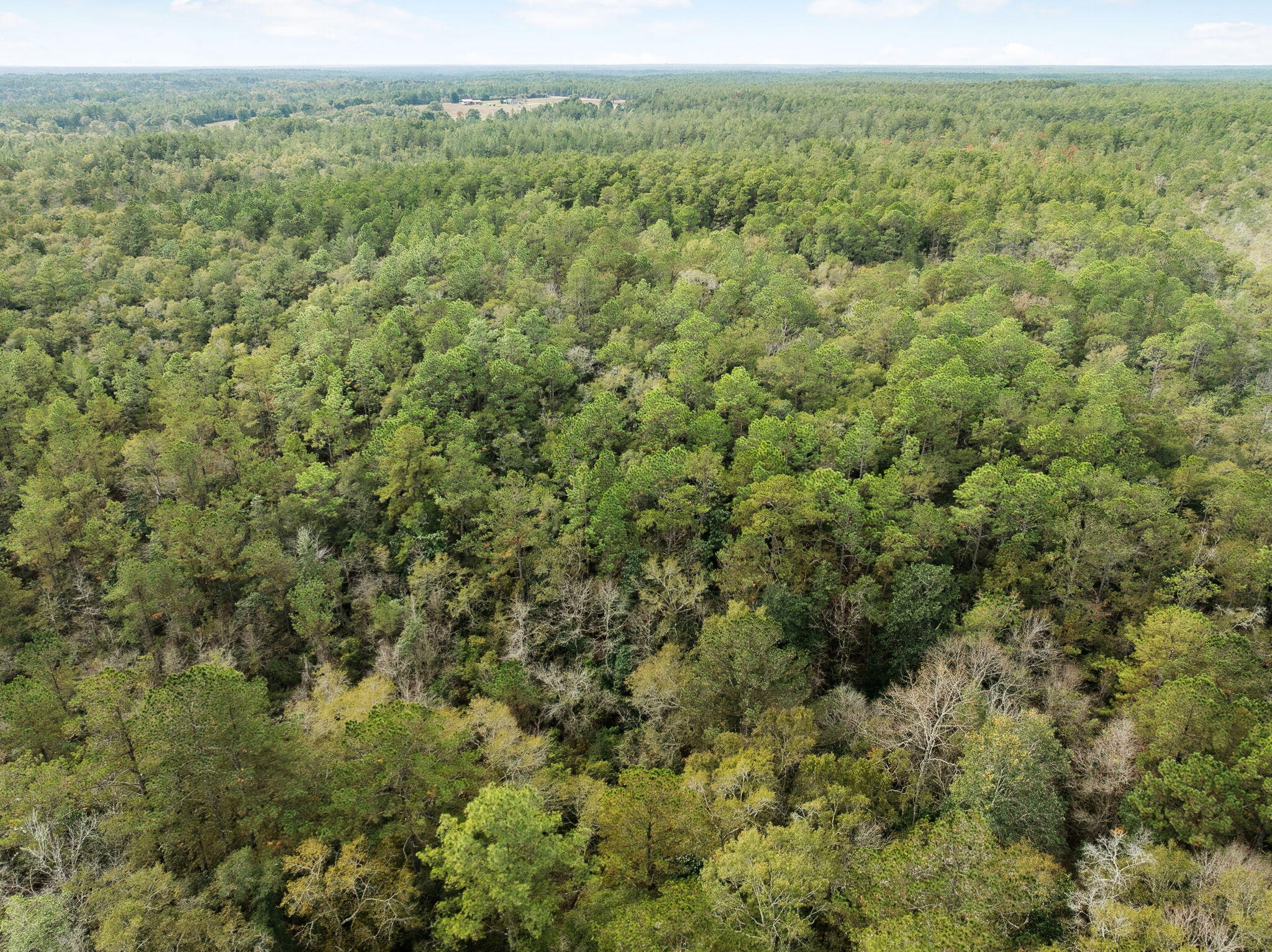 0 Boy Scout Road DeFuniak Springs, FL 32435 - Photo 24 of 27 a view of a forest with trees in the background
