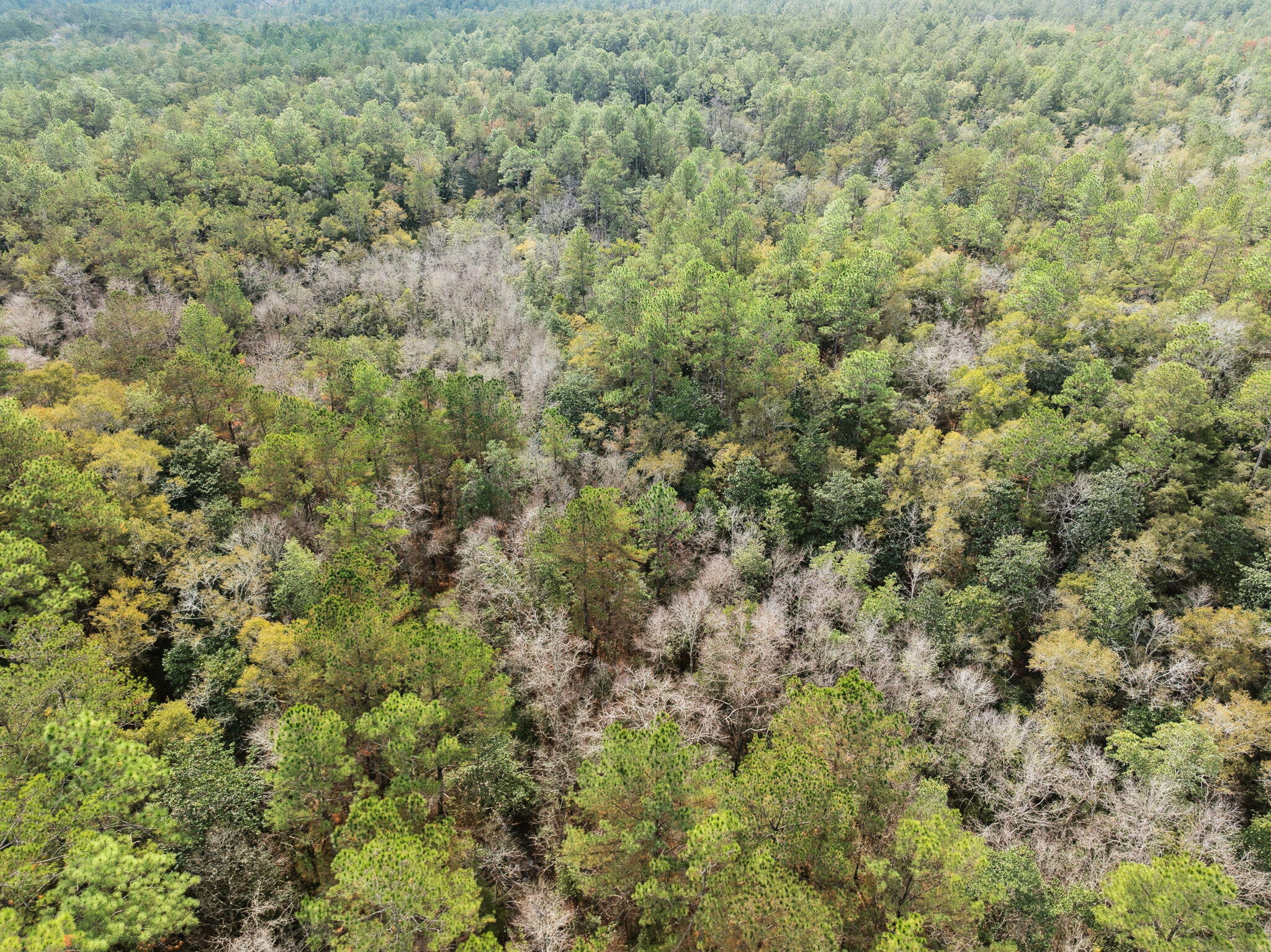 0 Boy Scout Road DeFuniak Springs, FL 32435 - Photo 26 of 27 a view of a field of grass and trees