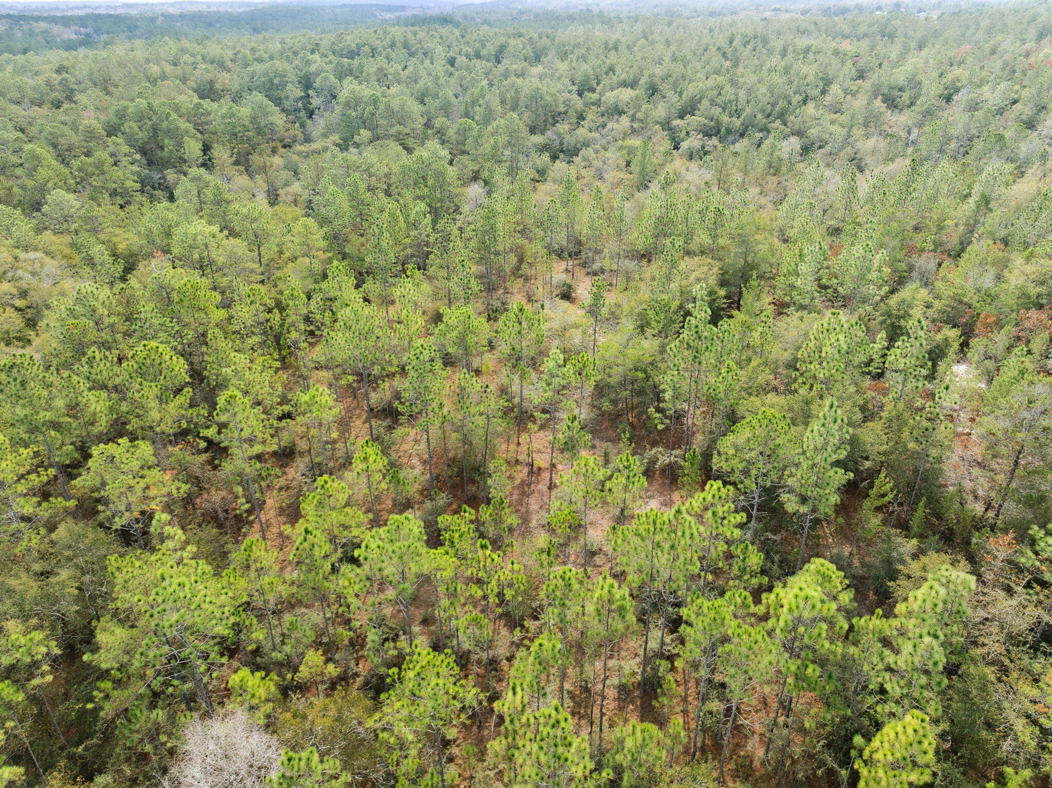 0 Boy Scout Road DeFuniak Springs, FL 32435 - Photo 27 of 27 a view of a forest with a street