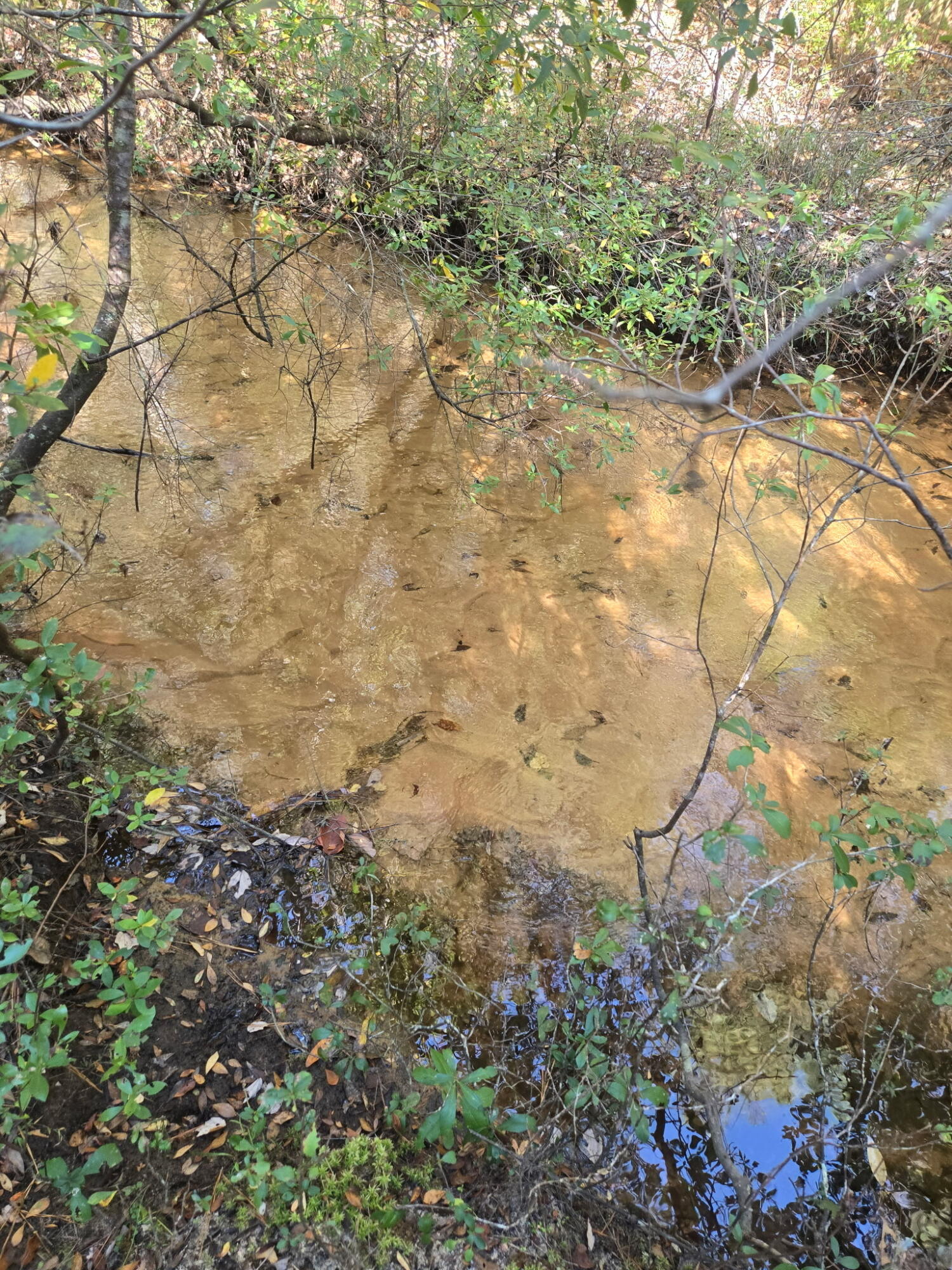 0 Boy Scout Road DeFuniak Springs, FL 32435 - Photo 4 of 27 a view of a yard with a tree