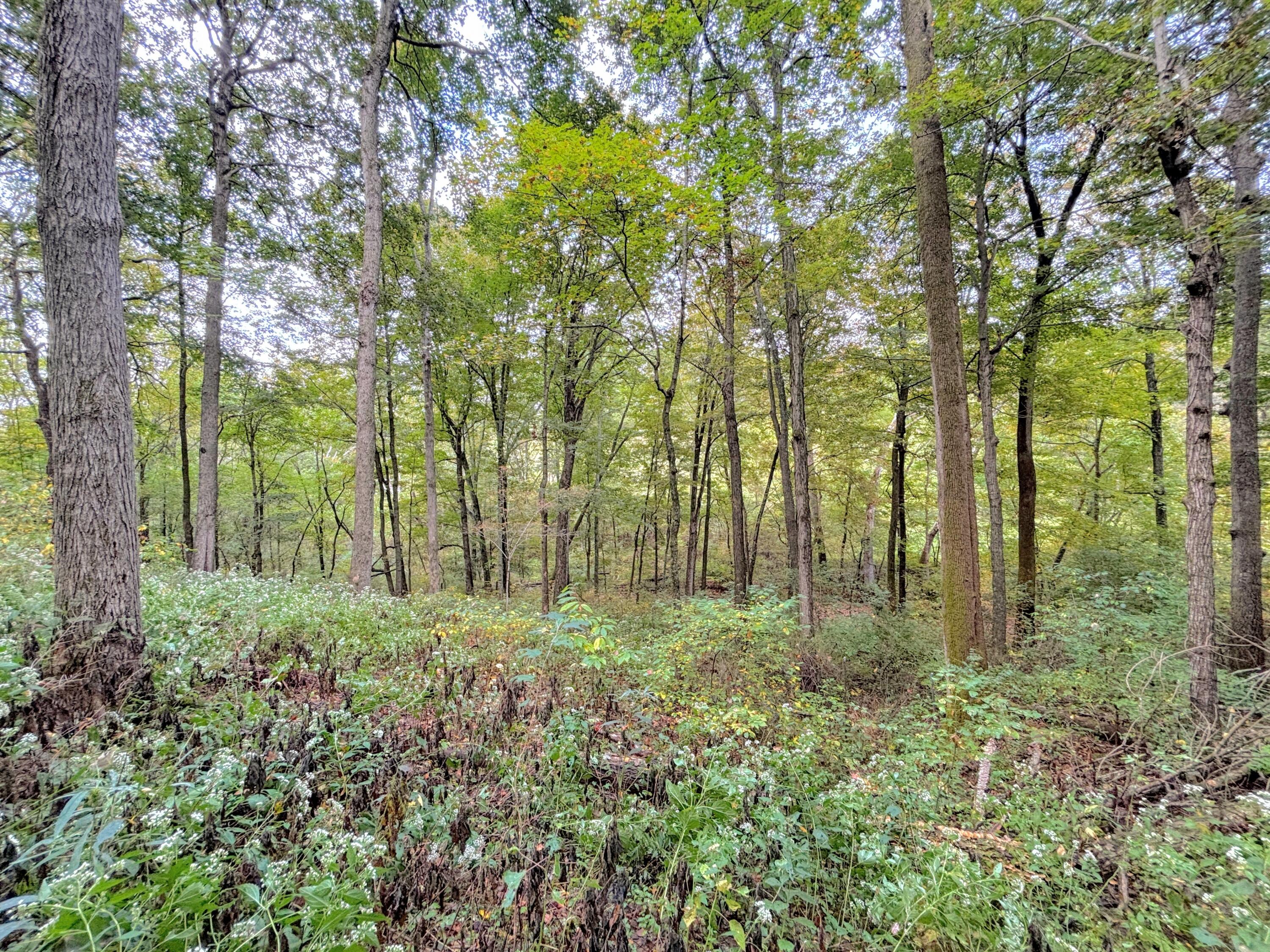 1775 Dry Ridge Mt Zion Road Dry Ridge, KY 41035 - Photo 48 of 50