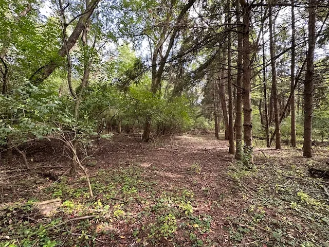 a view of a forest with trees
