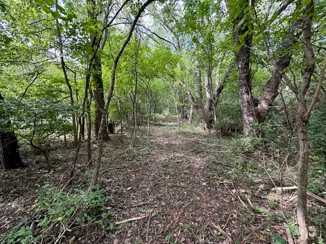 a view of a forest with trees in the background