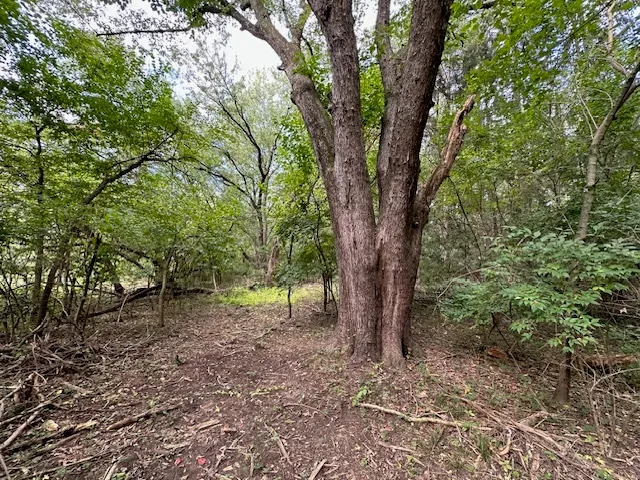 a view of a forest with trees