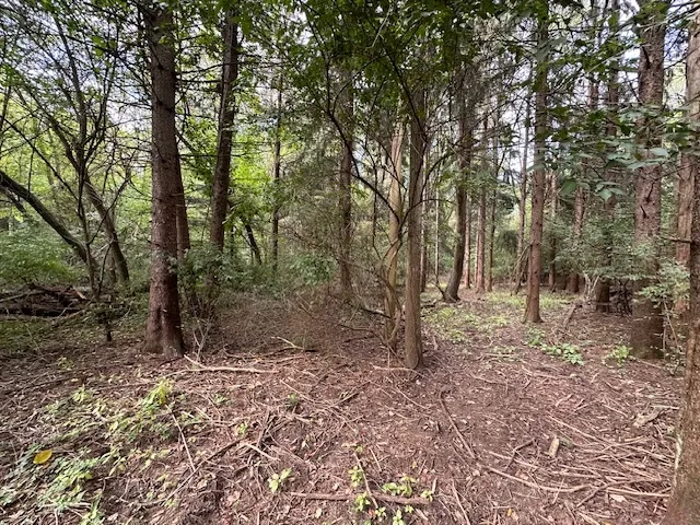 a view of a forest with trees in the background