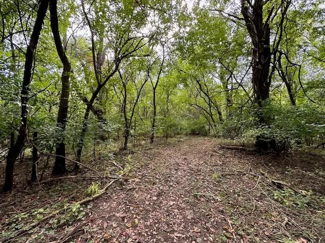 a view of a forest with trees