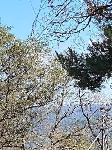 a view of a yard with plants and trees