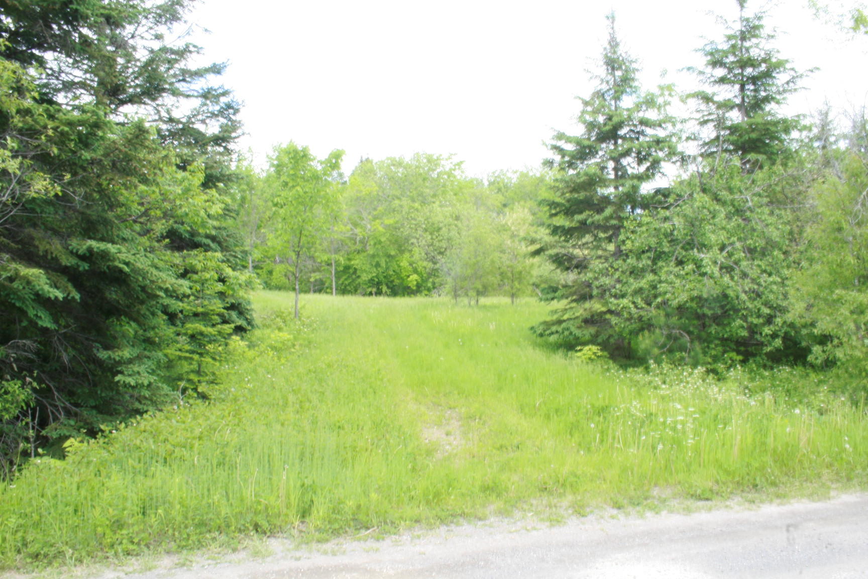 0 Roix Road New Limerick, ME 04761 - Photo 5 of 22 IMG_3595