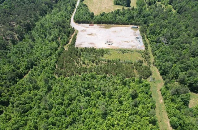 a view of a bunch of trees and bushes