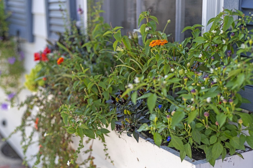 34 Front Street Marblehead, MA 01945 - Photo 6 of 41 a view of a flower in a garden