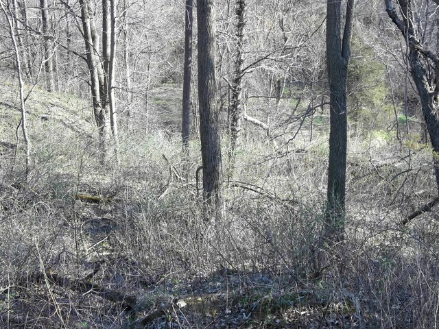 0 West Wilson Mill Road Polo, IL 61064 - Photo 11 of 15 a view of a forest with trees