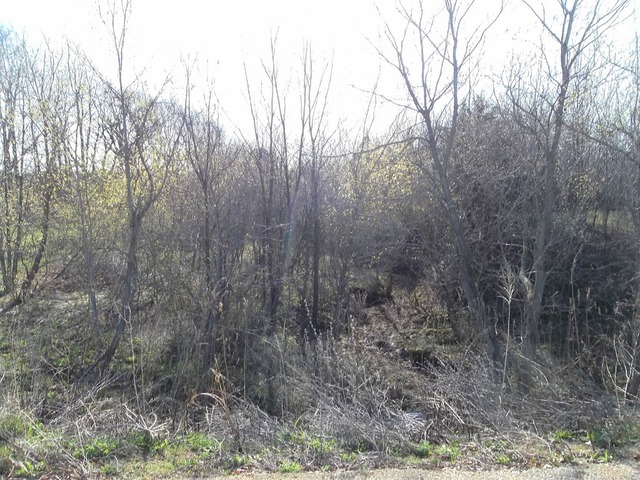0 West Wilson Mill Road Polo, IL 61064 - Photo 12 of 15 a view of a dry yard with trees in the background