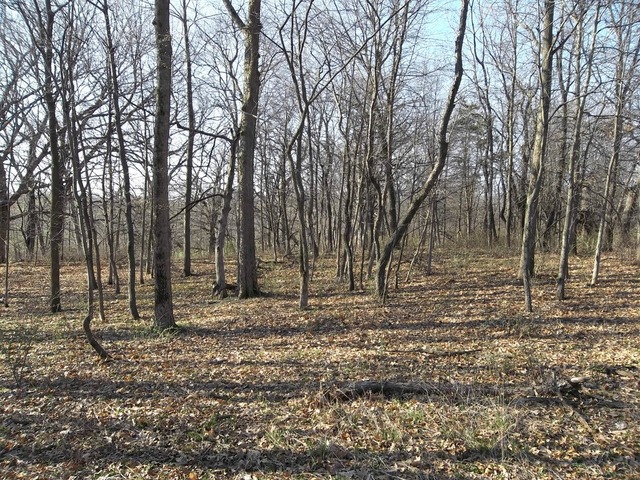0 West Wilson Mill Road Polo, IL 61064 - Photo 13 of 15 a backyard of a house with lots of green space