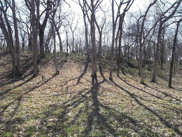 0 West Wilson Mill Road Polo, IL 61064 - Photo 14 of 15 a view of a forest with trees