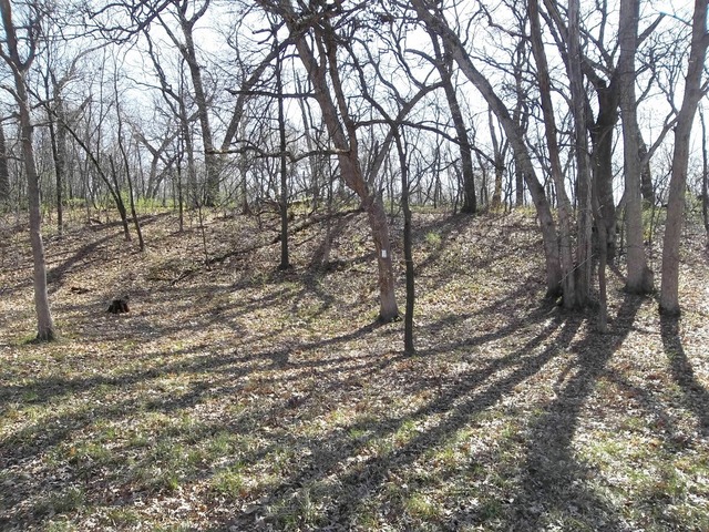 0 West Wilson Mill Road Polo, IL 61064 - Photo 15 of 15 a view of a forest filled with trees