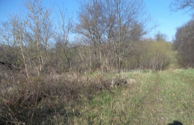 0 West Wilson Mill Road Polo, IL 61064 - Photo 5 of 15 a view of a lush green space