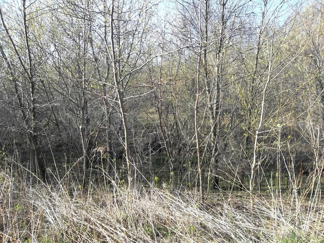 0 West Wilson Mill Road Polo, IL 61064 - Photo 6 of 15 a view of a forest