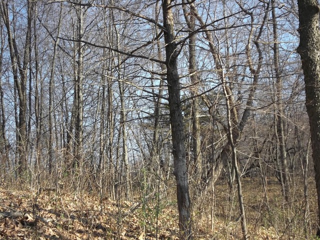 0 West Wilson Mill Road Polo, IL 61064 - Photo 8 of 15 a picture of tree
