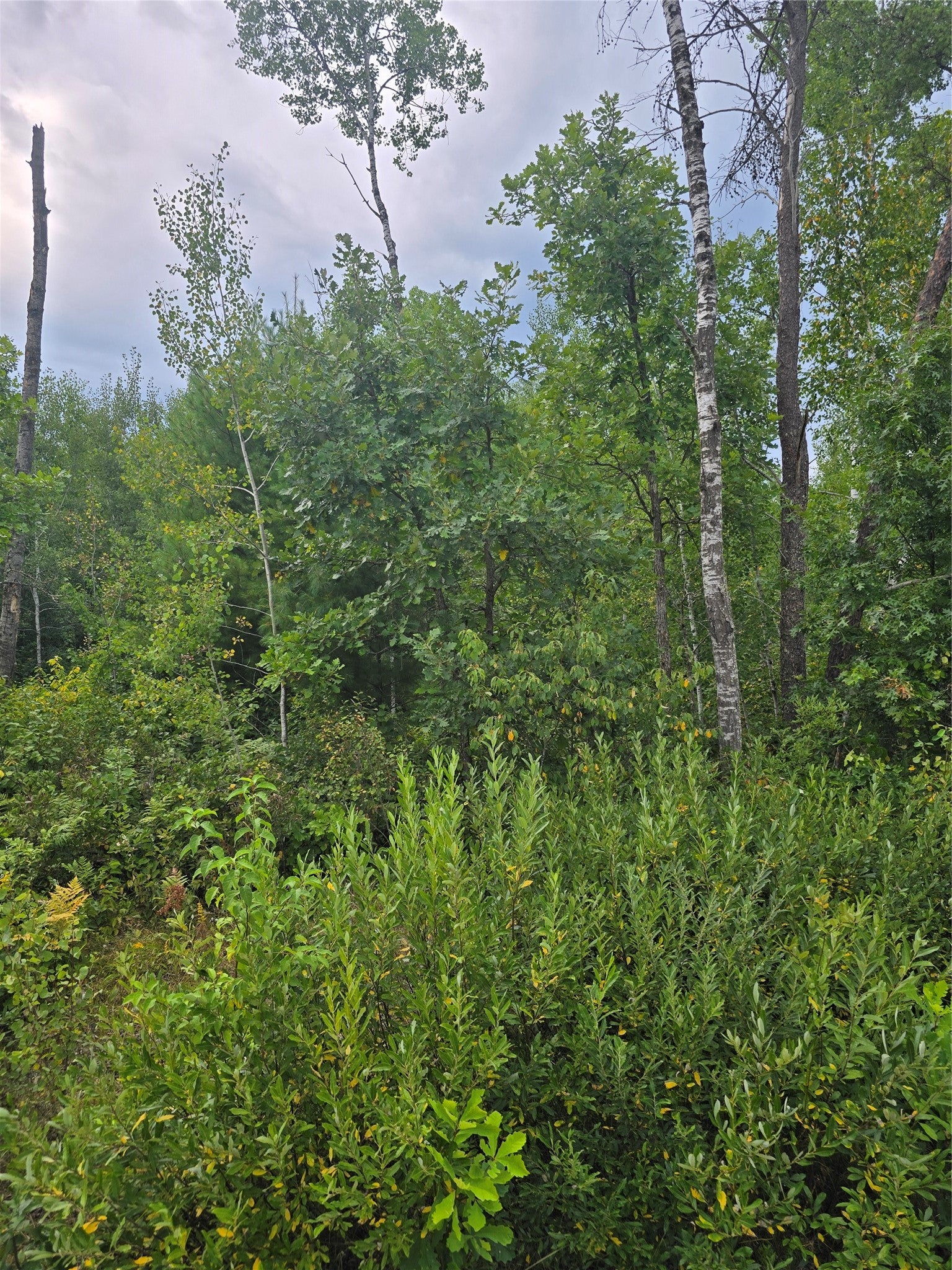 0 County Highway Springbrook, WI 54875 - Photo 3 of 7 Gallery Image 3