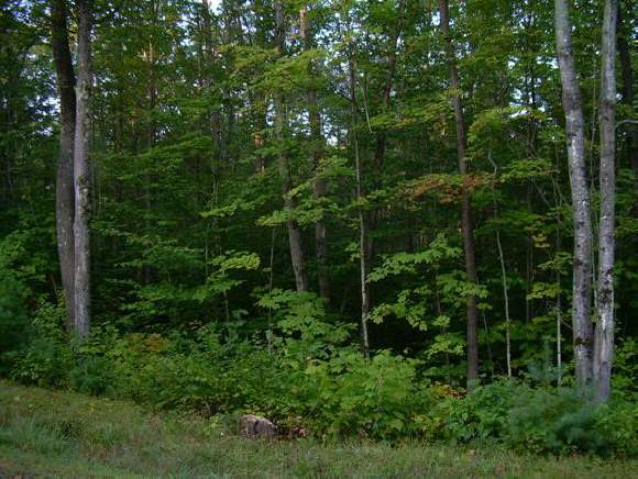 29 Hicks Hill Road Ashland, NH 03217 - Photo 1 of 1 Gallery Image 1