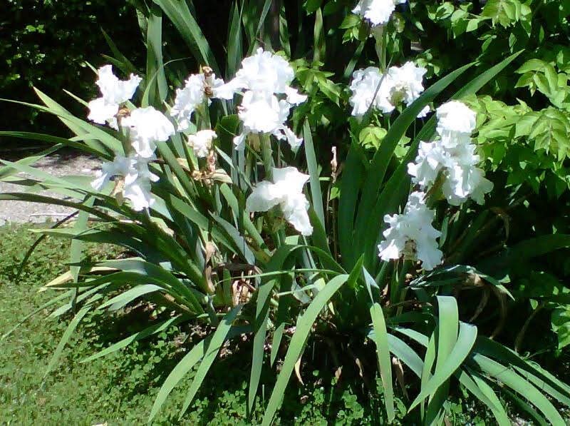 1128 Fairways Lebanon, TN 37087 - Photo 44 of 48 a plant with lots of flowers