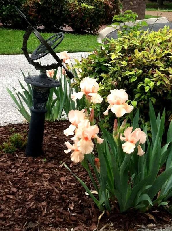 1128 Fairways Lebanon, TN 37087 - Photo 45 of 48 a view of a tree with a yard