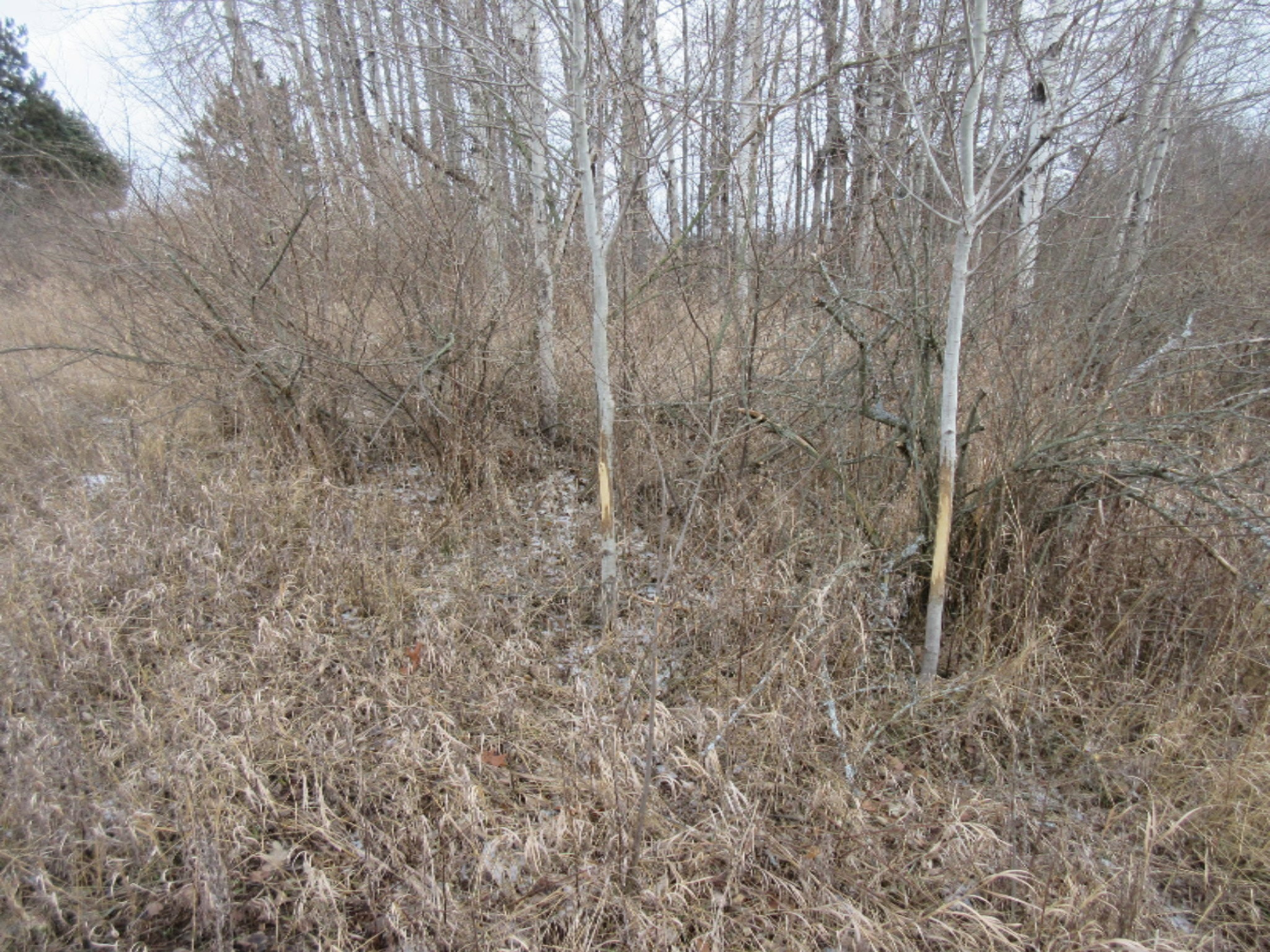 5437 Goodar Road South Branch, MI 48761 - Photo 30 of 32 IMG_9825
