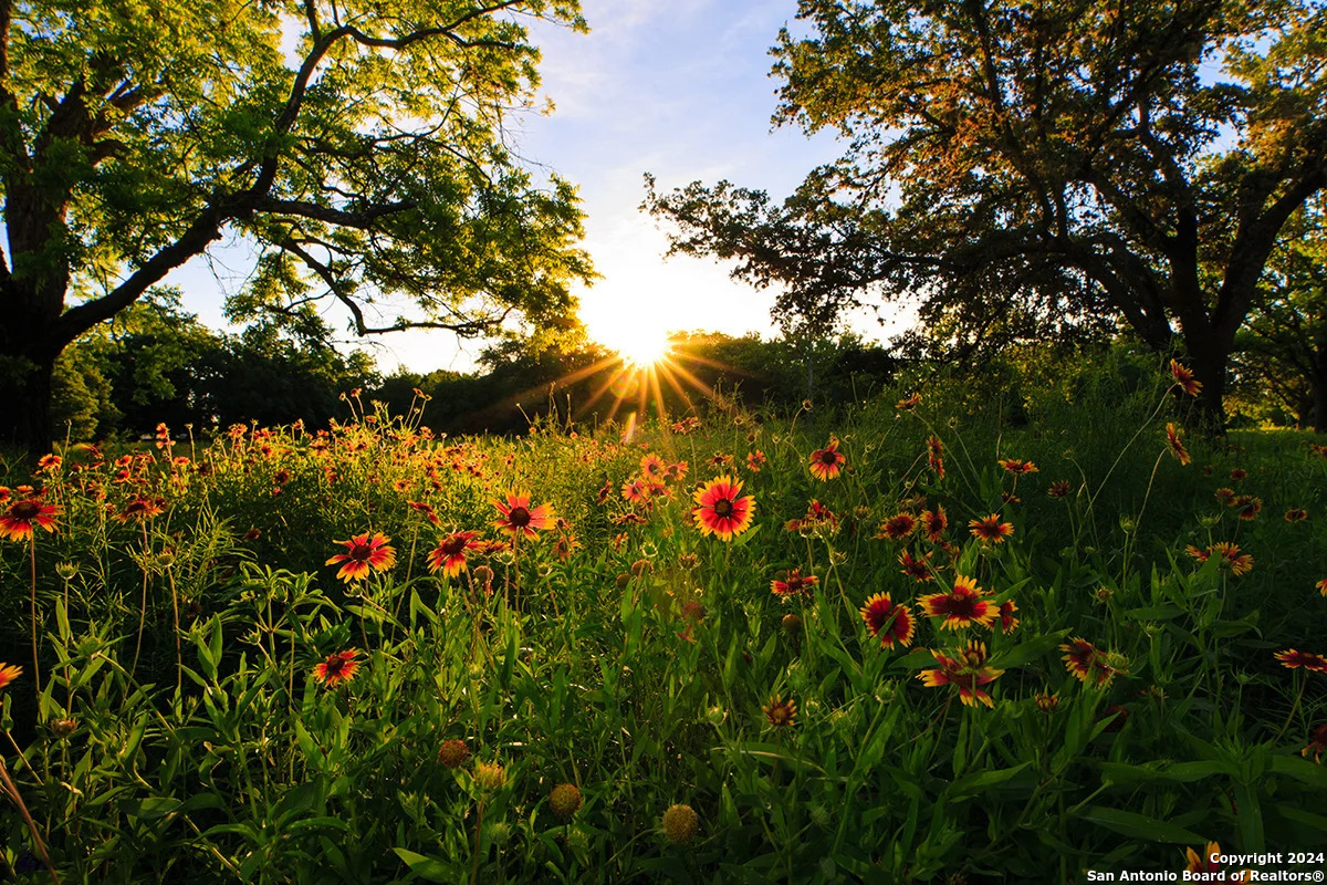 5785 Companion Loop Bulverde, TX 78163 - Photo 52 of 52