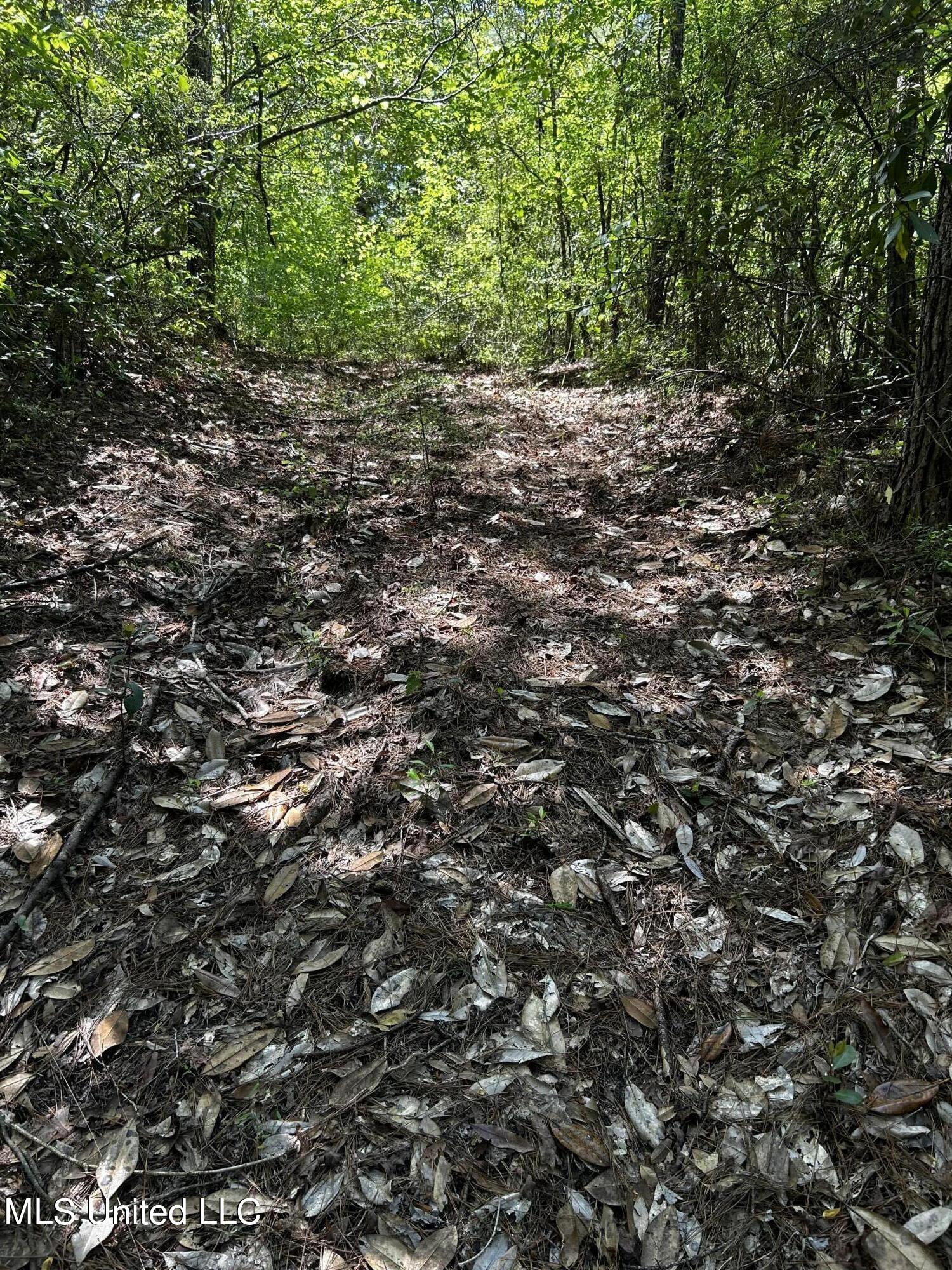 98.5-acres Crossroads-Merrill Road Lucedale, MS 39452 - Photo 2 of 8 IMG_2225