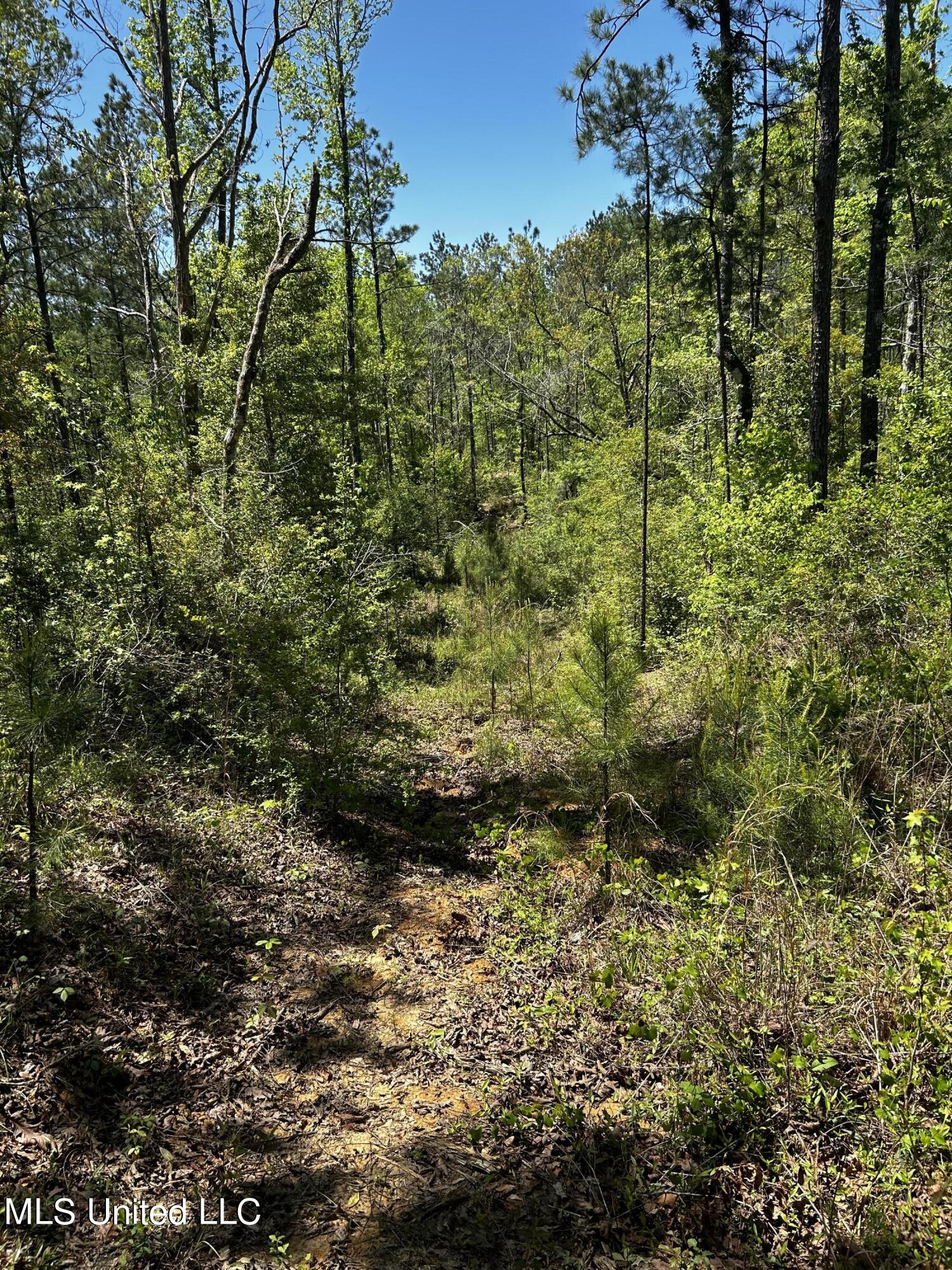 98.5-acres Crossroads-Merrill Road Lucedale, MS 39452 - Photo 6 of 8 IMG_2222
