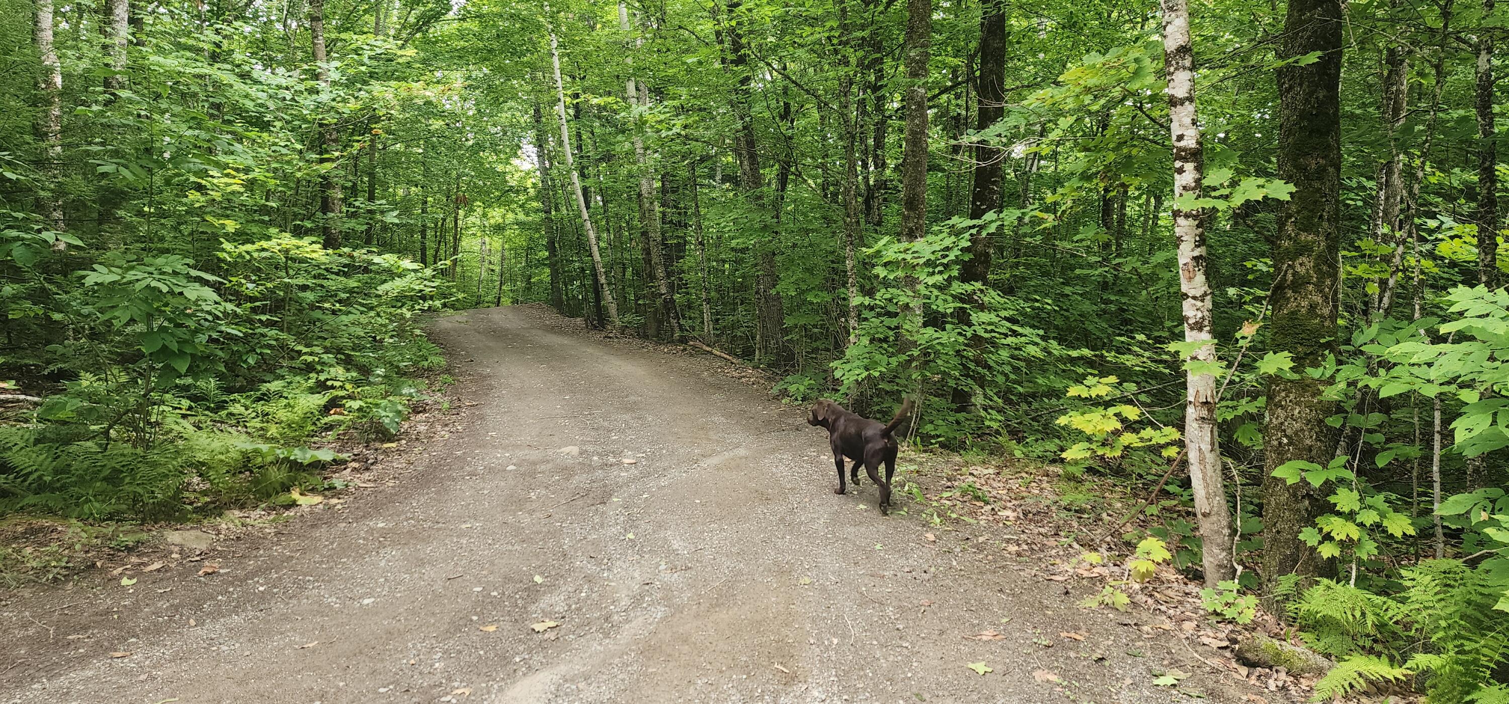 Off Dunphy Lane Island Falls, ME 04747 - Photo 3 of 16 20240815_092232
