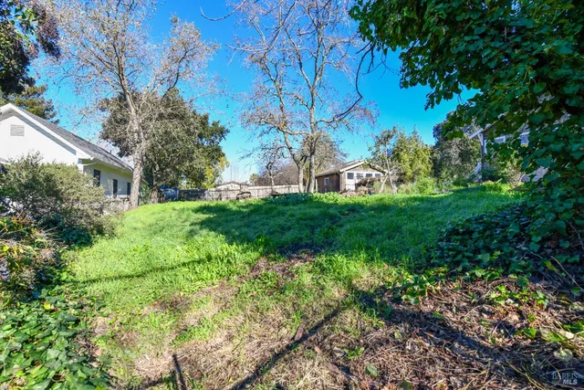 a view of a garden with plants and trees
