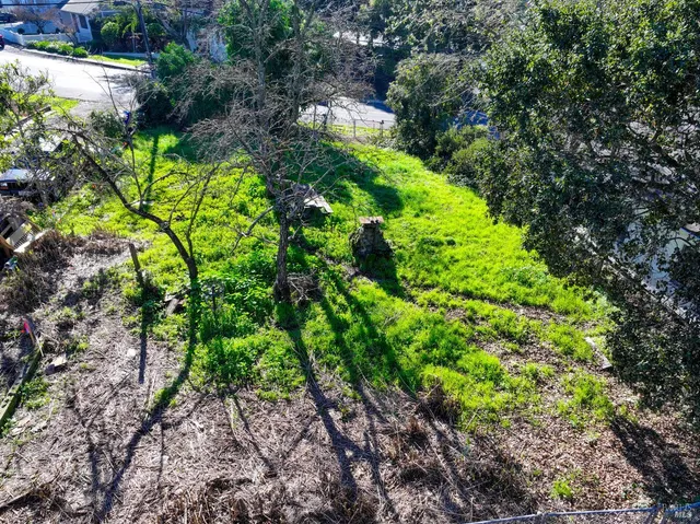 a plant that is in a garden