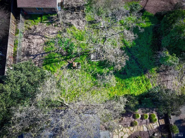 a plant view in yard